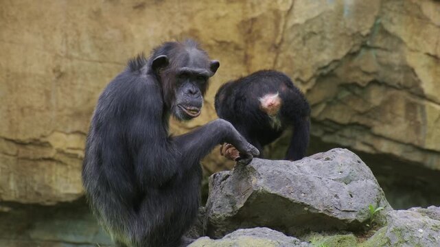 Chimpanzee infants playing and jumping off a rock while his mother is watching