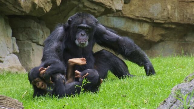 Chimpanzee infants playing together in a grassy and rocky environment