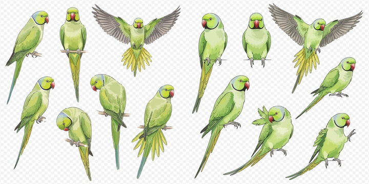 Collection of green rose-ringed parakeets in various poses, isolated on a transparent background, showcasing their vibrant plumage and distinct features.