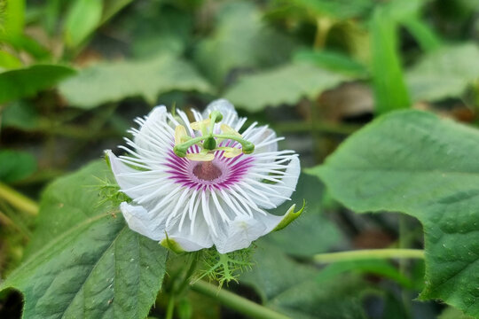 The Passiflora foetida flower in the garden..