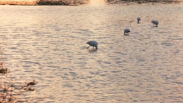 Flamingos in Calpe Lagoon at Sunset, Spain