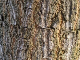 Fototapeta premium Close-up detailed view of a tree bark texture, highlighting the natural roughness and pattern of the tree's surface.