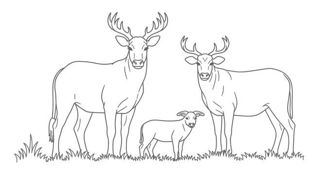 Graceful deer family line art illustration: two majestic bucks with antlers and a young fawn standing on grass. Outline drawing.