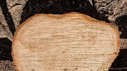 Cross section of a tree trunk showing annual rings © vlocka