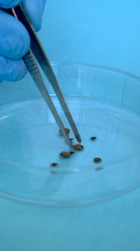 The tick laboratory is conducting an analysis. Selective focus.