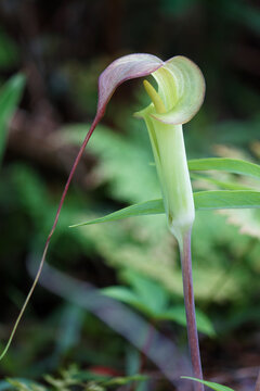 Arisaema kerrii Craib, tuberous geophyte and grows primarily in the subtropical biome.