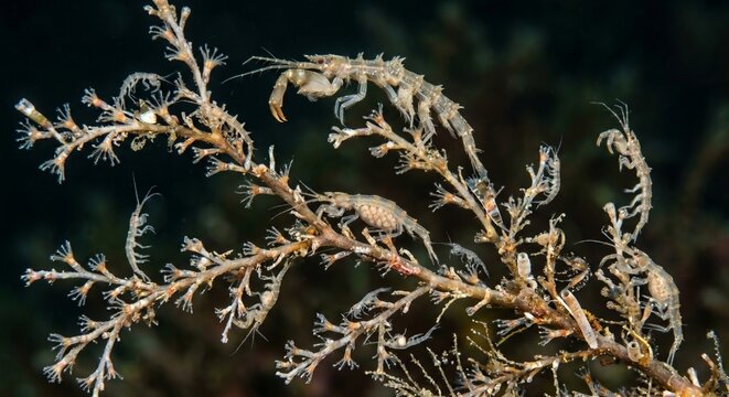 Abundant colony of translucent Caprellidae amphipods or skeleton shrimp swarming on marine bryozoan