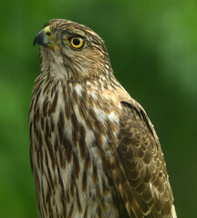 Obraz premium frontal closeup of a copper's hawk with a green backdrop in summer in broomfield, colorado