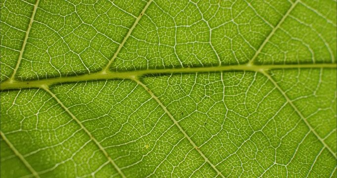 Green leaf texture. Natural texture plant nutrition web close up. Green flora background.