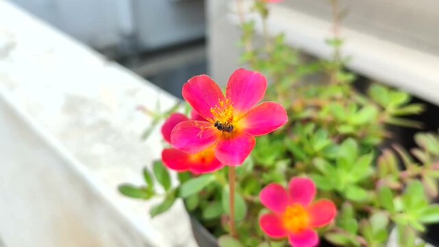 Insects pollinating the flowers in the garden