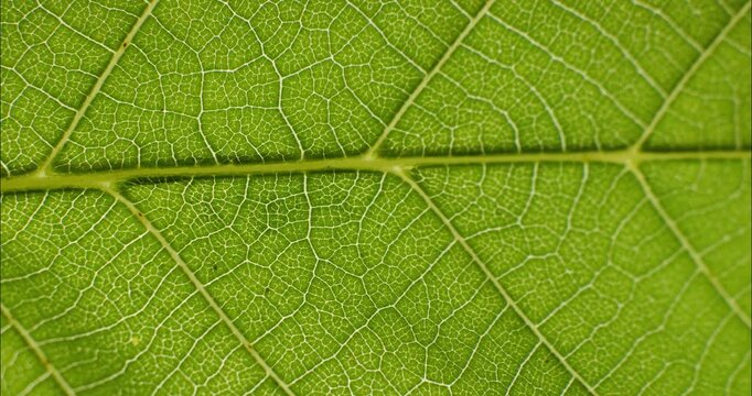 Green leaf texture. Natural texture plant nutrition web close up. Green flora background.