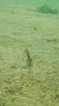 Pregnant male of seahorse swims over sandy seabed covered in golden-brown biofilm of microalgae with multitude of tiny gas bubbles silvering in evening light. Underwater scene of Black Sea marine life
