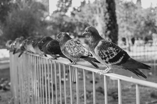 Bande de pigeons