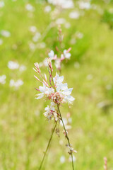 Fototapeta premium ガウラの花