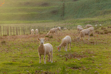 Fototapeta premium A flock of sheep graze on a grassy hillside in Cornwall Park, Auckland, New Zealand . The sheep are a common sight in the country's agricultural landscape.