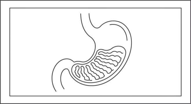 Stomach Anatomy Illustration: Rugae Folds, Digestion, Medical Line Art