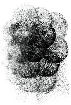 black stamp ink dab texture isolated as a PNG asset. Layered ink impressions with porous halftone patterns, distressed stamp marks, scattered pigment particles, and organic print textures.