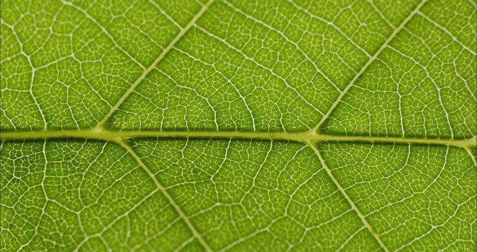 Green leaf texture. Natural texture plant nutrition web close up. Green flora background.