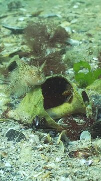 Tentacled blenny (Parablennius tentacularis) takes an interest in vacated housing, approaching and examining empty large seashell of Veined rapa whelk (Rapana venosa). Underwater scene