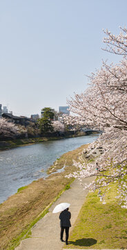 Woman with umbrella walking along Asano Riverbank in spring Kanazawa Japan