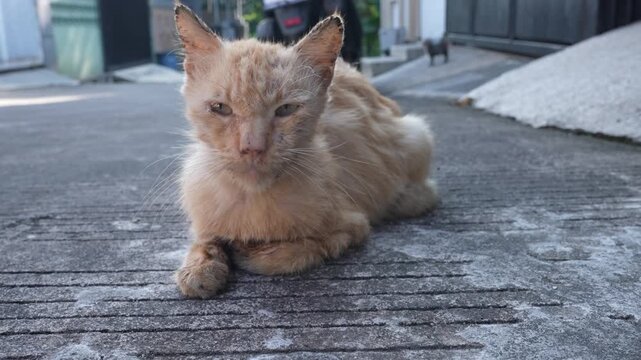 Close up of a stray orange cat with severe scabies skin disease on its ears sitting outdoors.