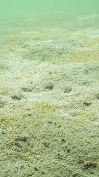 On sandy seabed, large colony of unicellular algae synthesizes oxygen concentrated it in form of multitude of tiny gas bubbles covering bottom and silvering in sunlight. Ecosistem of sandy shallows