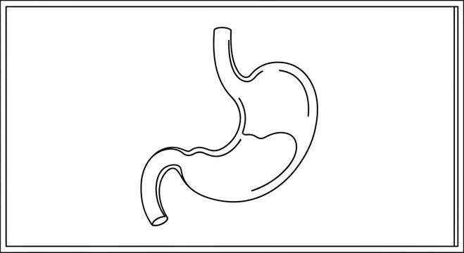 Line Art Illustration of Human Stomach Anatomy, Digestive System Organ