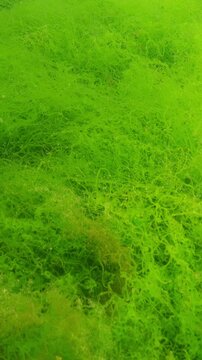 Close-up of dense thickets of thin vibrant green algae of Goutweed Ulva swaying in current of water under bright sunlight with sun glare. Underwater scene of shallows in vivid sunny day.