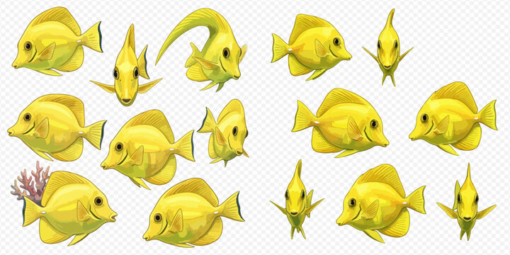 Set of various yellow tang fish illustrations in different poses and angles, isolated on a transparent background.