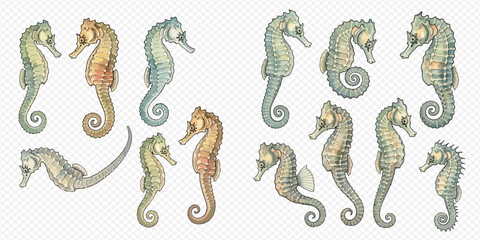 Collection of various watercolor seahorses in different poses and colors, isolated on a transparent background, perfect for marine-themed designs. © Ytaja