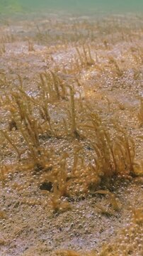 Close-up of mucous capsules of unicellular algae with gas bubbles sway in water current, silvering in sunshine. Slow motion, golden-brown colors colonial microalgae containing gas shiny in sunlight