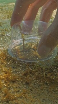 First-person view: close-up of hands of hydrobiologist taking samples of colonial microalgae and gas they emit. POV shot: Benthic sampling from colony of unicellular algae that synthesise gas bubbles