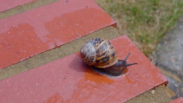 Garden snail turns on wet red brick after rain, showing shell pattern, eyestalks and slow movement across damp masonry outdoors.