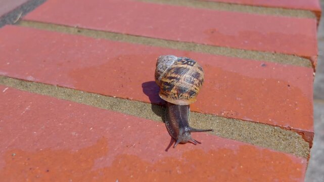 Garden snail crawling across red brick toward surface water, macro close-up of brown banded shell and tentacles in bright daylight, slow movement in urban garden setting.