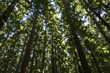 Fototapeta premium Towering Redwood Trees - Forest Canopy