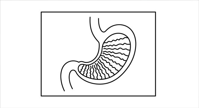 Human Stomach Anatomy Diagram, Digestive System Organ, Medical Illustration