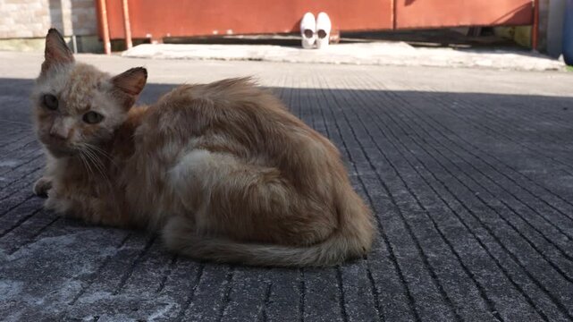 Close up of a stray orange cat with severe scabies skin disease on its ears sitting outdoors.