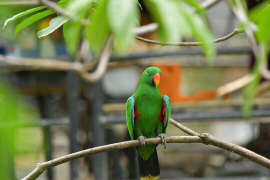 Bright parrot perches calmly on a twig