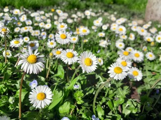 Common daisy blooming in a green grass field on a sunny day. Bellis perennis grass plant flowers. English daisy uncultivated grass flower plantin nature.   © Photoay