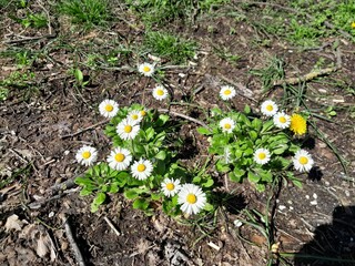 Common daisy blooming in a green grass field on a sunny day. Bellis perennis grass plant flowers. English daisy uncultivated grass flower plantin nature.   © Photoay