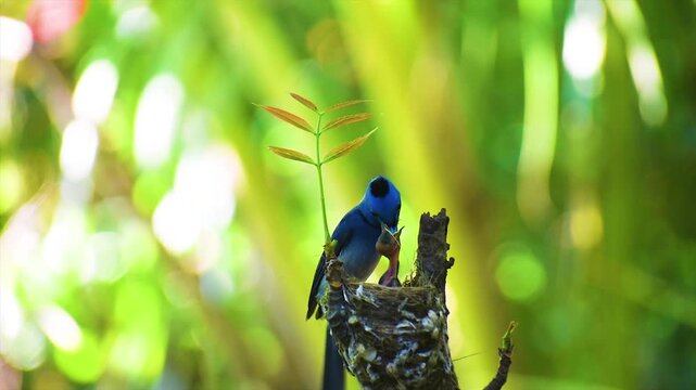 Two Black-naped Monarch or, Hypothymis azurea male and female are feeding their new born chicks from mouth to mouth in the nest on top of a branch in a jungle.