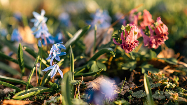 Colorful Spring Wildflowers Blooming in Grass