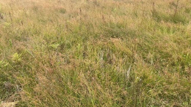 Dry weeds and overgrown wild grass in countryside meadow
