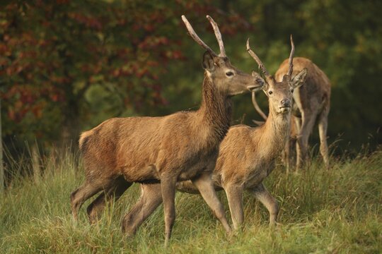 Red deer (Cervus elaphus) spit during the rut, Allg&auml;u, Bavaria, Germany, Allg&auml;u, Bavaria, Germany