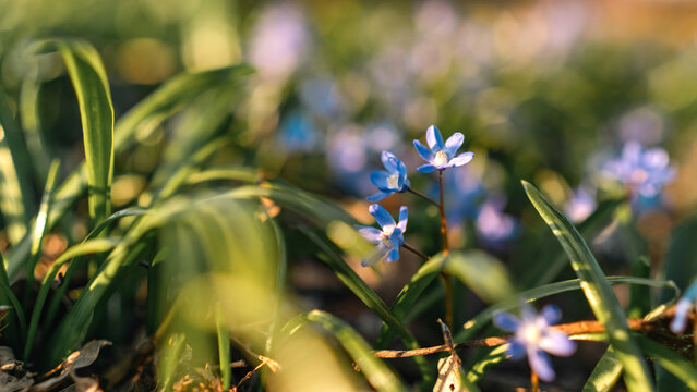 Blue Spring Wildflowers in Warm Sunlight