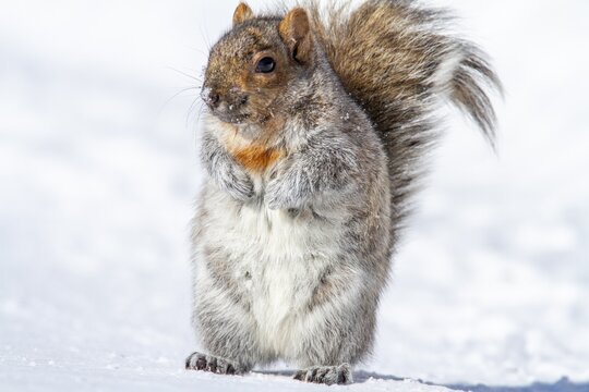 Eastern gray squirrel (sciurus carolinensis) Standing on snow and watching, Montreal botanical garden, province of Quebec, Canada