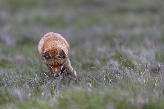 Highly concentrated, the red fox (Vulpes vulpes) listens into the grass, what might it perceive with its fine hearing, marked by life, injury to the lip, rearing young, May, Denmark