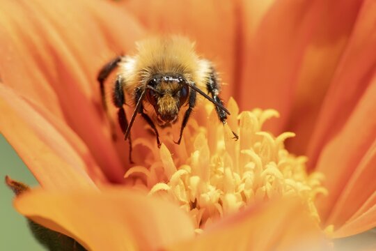 Common carder bumblebee (Bombus pascuorum) adult bee insect feeding on a garden Mexican sunflower (Tithonia spp) flower in summer, England, United Kingdom