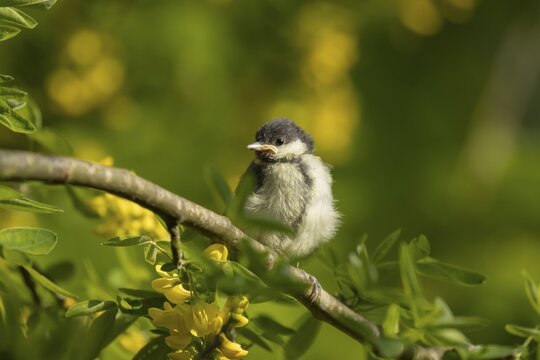 Great tit (Parus major) juvenile baby bird in a garden Golden chain tree with yellow flowers in the summer, England, United Kingdom