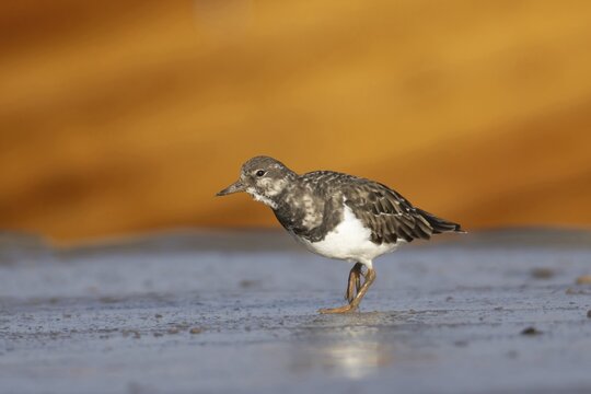 Ruddy turnstone (Arenaria interpres) adult wading bird on a harbour jetty, Norfolk, England, United Kingdom
